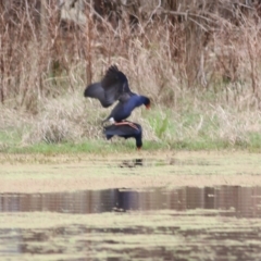 Porphyrio melanotus at Splitters Creek, NSW - 3 Oct 2021 10:07 AM