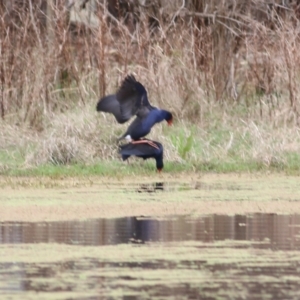 Porphyrio melanotus at Splitters Creek, NSW - 3 Oct 2021 10:07 AM