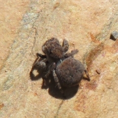 Unidentified Spider (Araneae) at Namadgi National Park - 3 Oct 2021 by Christine