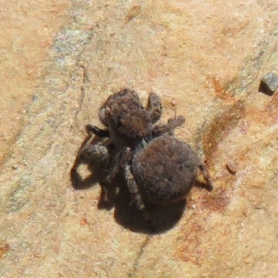 Unverified Spider at Booth, ACT - 3 Oct 2021 by Christine