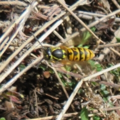 Vespula germanica (European Wasp, German Yellowjacket Wasp) at Booth, ACT - 3 Oct 2021 by Christine