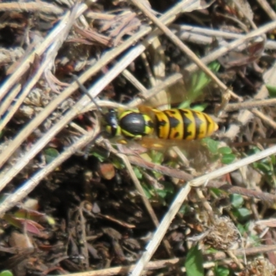 Vespula germanica (European wasp) at Namadgi National Park - 2 Oct 2021 by Christine