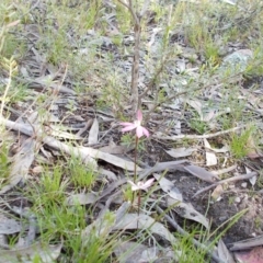 Caladenia fuscata (Dusky Fingers) at Tralee, NSW - 4 Oct 2021 by jamesjonklaas