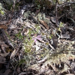 Caladenia fuscata at Tralee, NSW - 4 Oct 2021