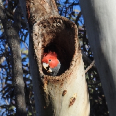 Callocephalon fimbriatum (Gang-gang Cockatoo) at Black Mountain - 4 Oct 2021 by HelenCross