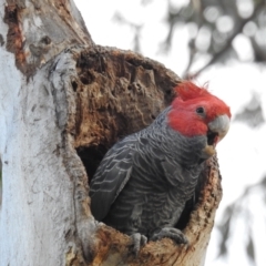 Callocephalon fimbriatum at Acton, ACT - suppressed