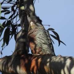 Callocephalon fimbriatum at Acton, ACT - suppressed