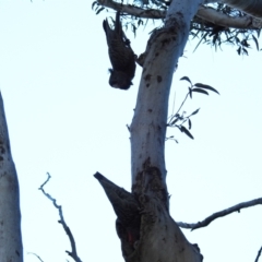 Callocephalon fimbriatum at Acton, ACT - suppressed