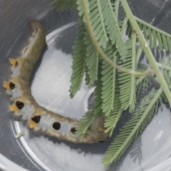 Pararguda nasuta (Wattle Snout Moth) at Latham, ACT - 9 Feb 2021 by AlisonMilton