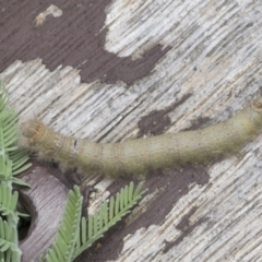 Pararguda nasuta at Latham, ACT - 9 Feb 2021 12:44 PM