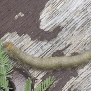 Pararguda nasuta at Latham, ACT - 9 Feb 2021 12:44 PM