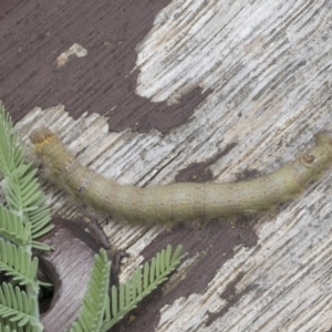 Pararguda nasuta at Latham, ACT - 9 Feb 2021 12:44 PM