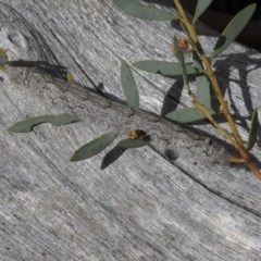 Pararguda nasuta (Wattle Snout Moth) at Bruce, ACT - 27 Sep 2021 by AlisonMilton