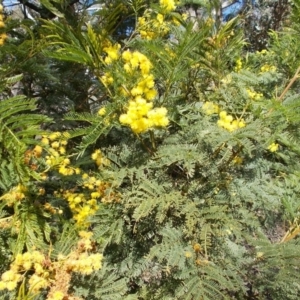 Acacia decurrens at Tralee, NSW - 4 Oct 2021