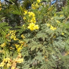 Acacia decurrens (Green Wattle) at Tralee, NSW - 4 Oct 2021 by jamesjonklaas