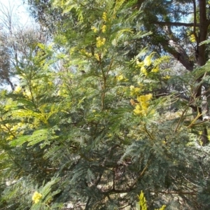 Acacia decurrens at Tralee, NSW - 4 Oct 2021