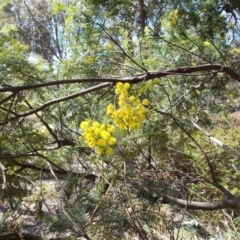 Acacia decurrens at Tralee, NSW - 4 Oct 2021