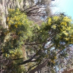 Acacia decurrens at Tralee, NSW - 4 Oct 2021