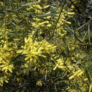 Acacia longifolia at Tralee, NSW - 4 Oct 2021