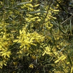 Acacia longifolia (Sydney Golden Wattle) at Tralee, NSW - 4 Oct 2021 by jamesjonklaas
