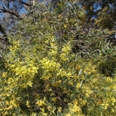 Acacia longifolia at Tralee, NSW - 4 Oct 2021
