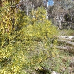 Acacia longifolia at Tralee, NSW - 4 Oct 2021