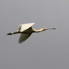 Platalea flavipes (Yellow-billed Spoonbill) at Albury - 2 Oct 2021 by KylieWaldon