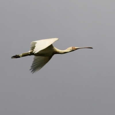 Platalea flavipes (Yellow-billed Spoonbill) at Splitters Creek, NSW - 3 Oct 2021 by KylieWaldon