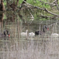 Cygnus atratus (Black Swan) at Albury - 3 Oct 2021 by KylieWaldon