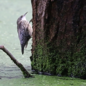 Cormobates leucophaea at Splitters Creek, NSW - 3 Oct 2021