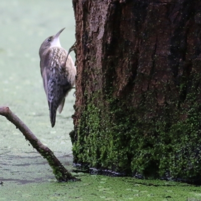 Cormobates leucophaea (White-throated Treecreeper) at Splitters Creek, NSW - 3 Oct 2021 by KylieWaldon