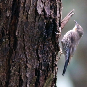 Cormobates leucophaea at Splitters Creek, NSW - 3 Oct 2021 10:38 AM