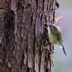 Cormobates leucophaea at Splitters Creek, NSW - 3 Oct 2021 10:38 AM