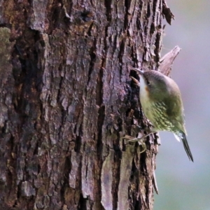 Cormobates leucophaea at Splitters Creek, NSW - 3 Oct 2021 10:38 AM