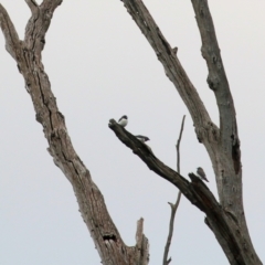 Artamus leucorynchus (White-breasted Woodswallow) at Wonga Wetlands - 2 Oct 2021 by KylieWaldon