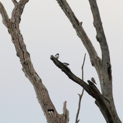 Artamus leucorynchus (White-breasted Woodswallow) at Splitters Creek, NSW - 3 Oct 2021 by KylieWaldon