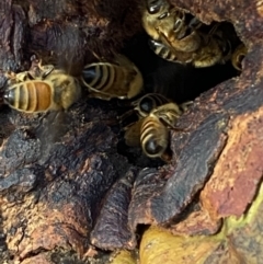 Apis mellifera (European honey bee) at Jerrabomberra, NSW - 4 Oct 2021 by SteveBorkowskis