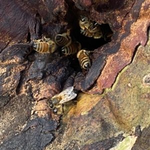 Apis mellifera at Jerrabomberra, NSW - 4 Oct 2021