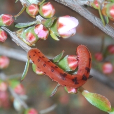 Capusa cuculloides (White-winged Wedge-moth) at O'Connor, ACT - 3 Oct 2021 by Harrisi