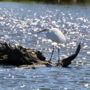 Ardea alba at Fyshwick, ACT - 4 Oct 2021