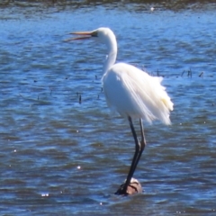 Ardea alba at Fyshwick, ACT - 4 Oct 2021