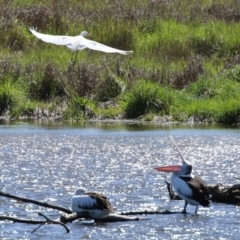 Ardea alba at Fyshwick, ACT - 4 Oct 2021