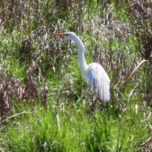 Ardea alba at Fyshwick, ACT - 4 Oct 2021