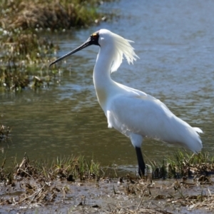 Platalea regia at Fyshwick, ACT - 4 Oct 2021