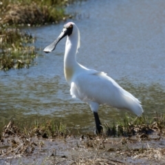 Platalea regia at Fyshwick, ACT - 4 Oct 2021