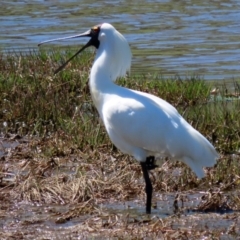 Platalea regia at Fyshwick, ACT - 4 Oct 2021