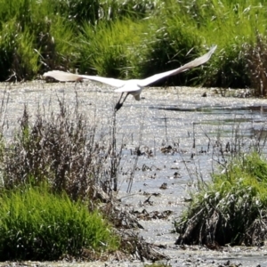 Platalea regia at Fyshwick, ACT - 4 Oct 2021