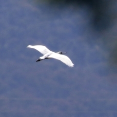 Platalea regia at Fyshwick, ACT - 4 Oct 2021