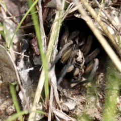 Tasmanicosa sp. (genus) (Unidentified Tasmanicosa wolf spider) at Isaacs Ridge and Nearby - 3 Oct 2021 by YellowButton