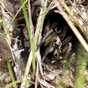 Tasmanicosa sp. (genus) at Isaacs, ACT - 3 Oct 2021 01:00 PM